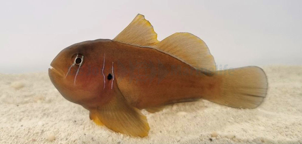 Gobiodon citrinus