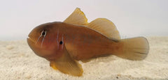 Gobiodon citrinus