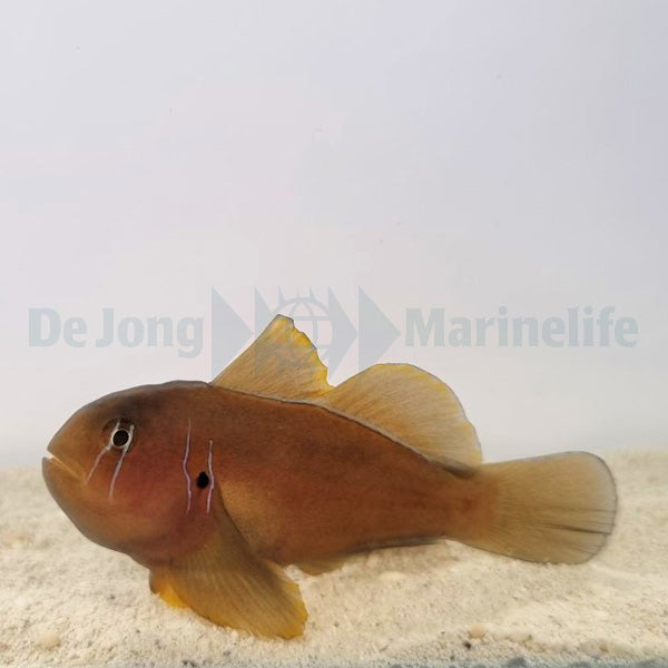Gobiodon citrinus