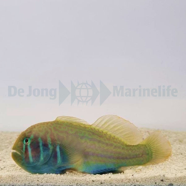 Gobiodon histrio