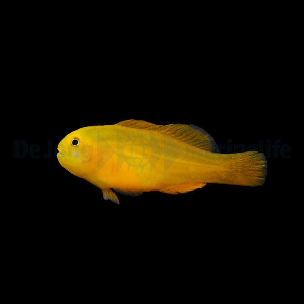 Gobiodon okinawae - T.B.