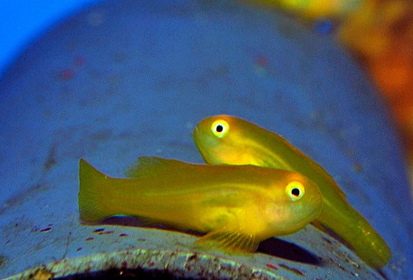 Gobiodon okinawae - DJM Bred