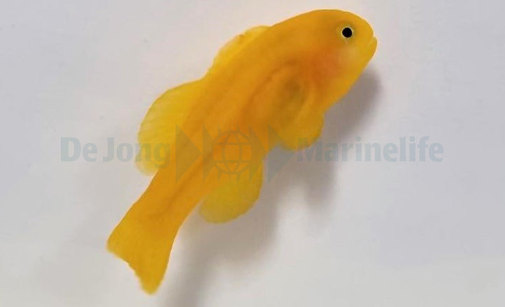 Gobiodon okinawae