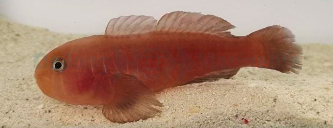 Gobiodon quinquestrigatus