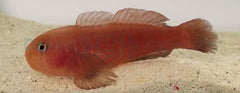Gobiodon quinquestrigatus