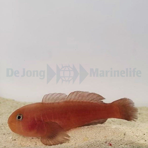 Gobiodon quinquestrigatus