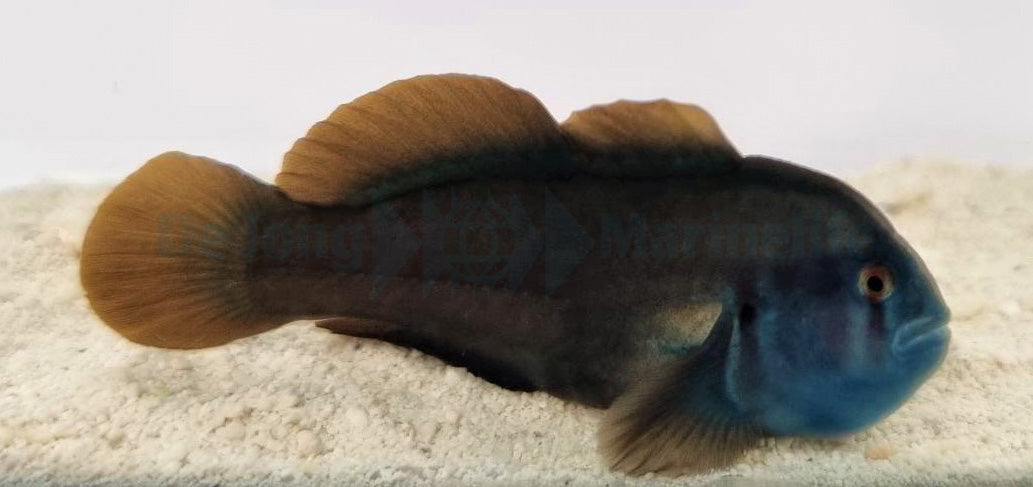 Gobiodon spp. (Blue head)