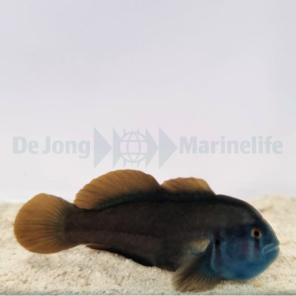 Gobiodon spp. (Blue head)