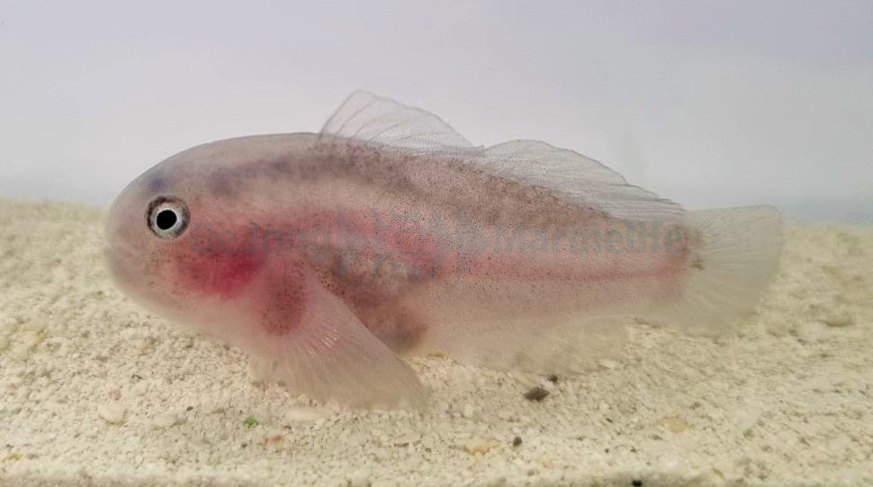 Gobiodon unicolor