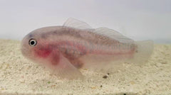 Gobiodon unicolor