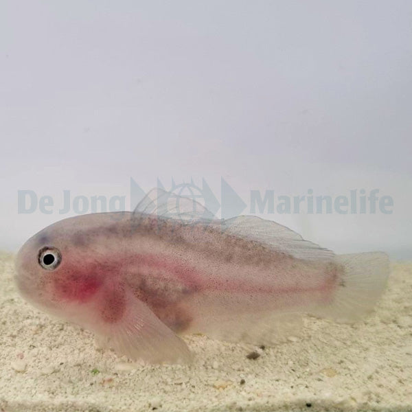 Gobiodon unicolor