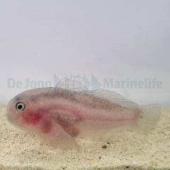 Gobiodon unicolor