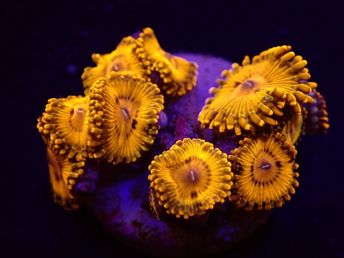 Zoanthus spp. (Gold Maul) (frag)