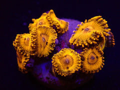 Zoanthus spp. (Gold Maul) (frag)