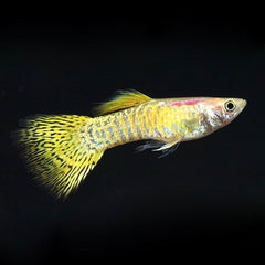 Poecilia ret.   Guppy gold cobra M