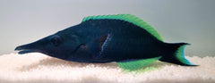 Gomphosus caeruleus (male)