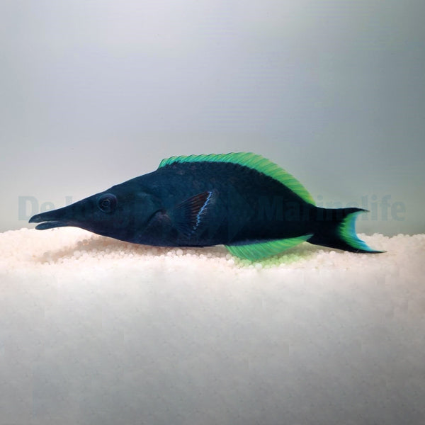 Gomphosus caeruleus (male)