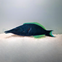 Gomphosus caeruleus (male)