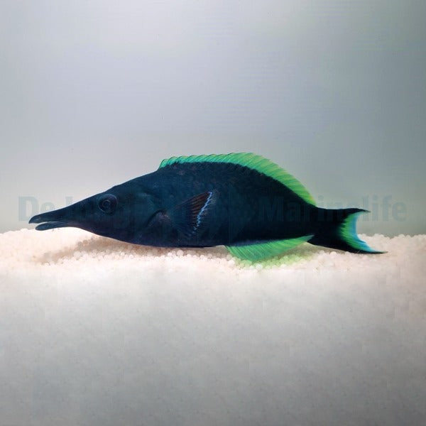 Gomphosus caeruleus (male)