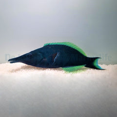 Gomphosus caeruleus (male)