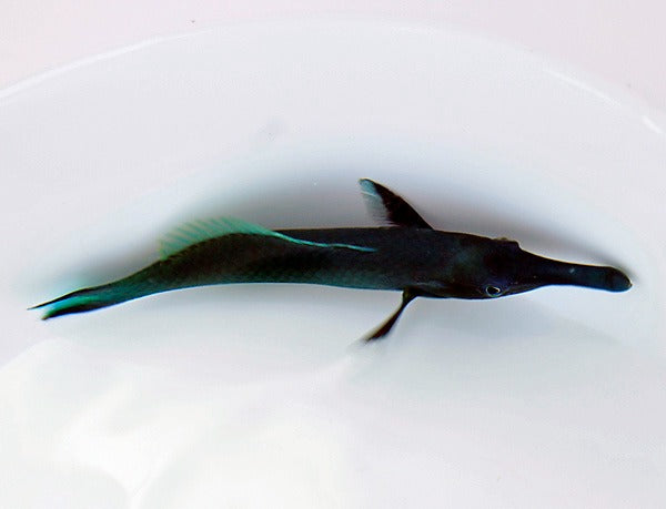 Gomphosus varius (male)