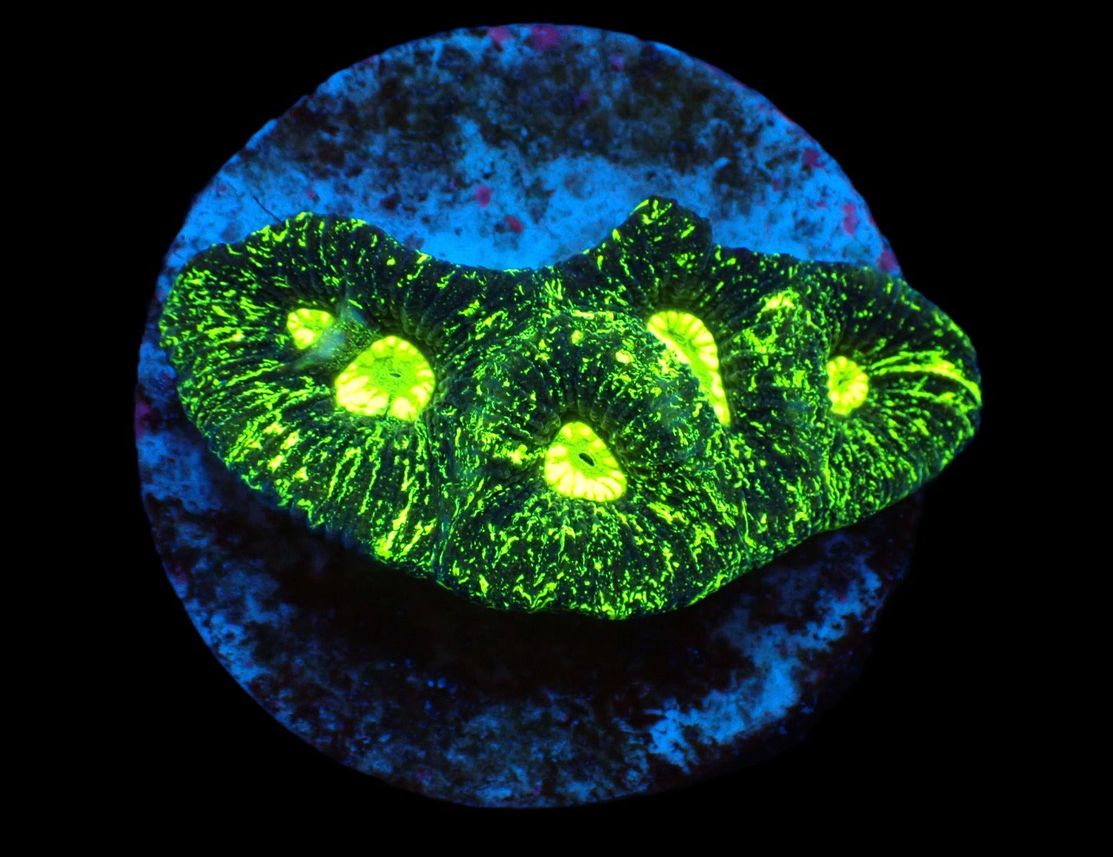 Goniastrea spp. (Premium) (frag)