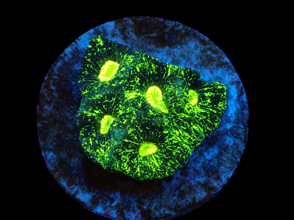 Goniastrea spp. (Premium) (frag)