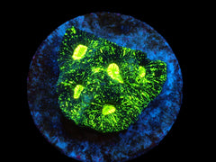 Goniastrea spp. (Premium) (frag)