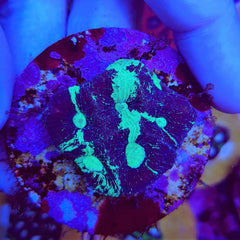 Goniastrea spp. (Premium) (frag)
