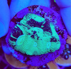 Goniastrea spp. (Premium) (frag)