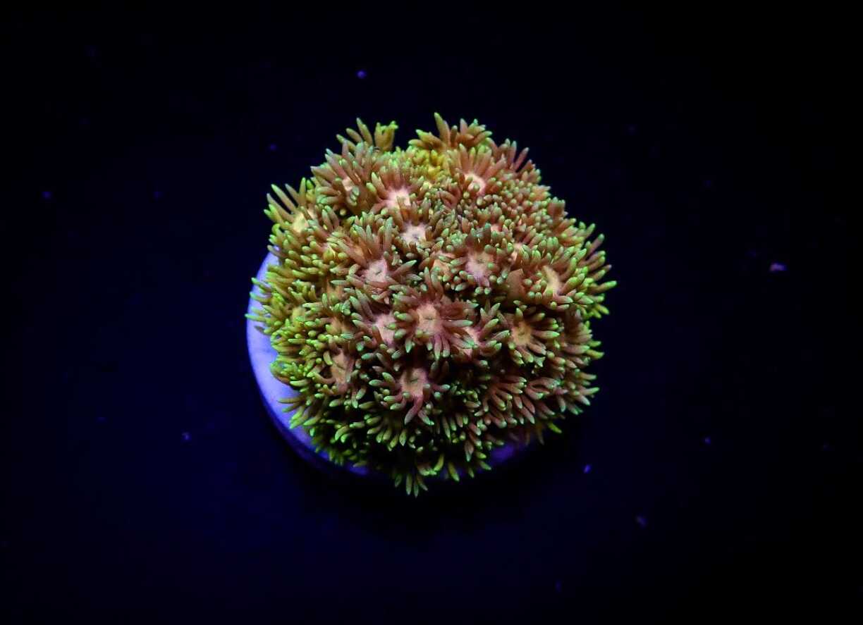 Goniopora spp. (Master Grade) (frag)
