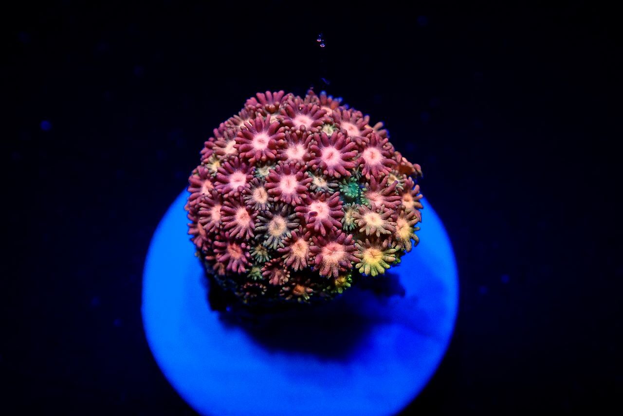 Goniopora spp. (Master Grade) (frag)