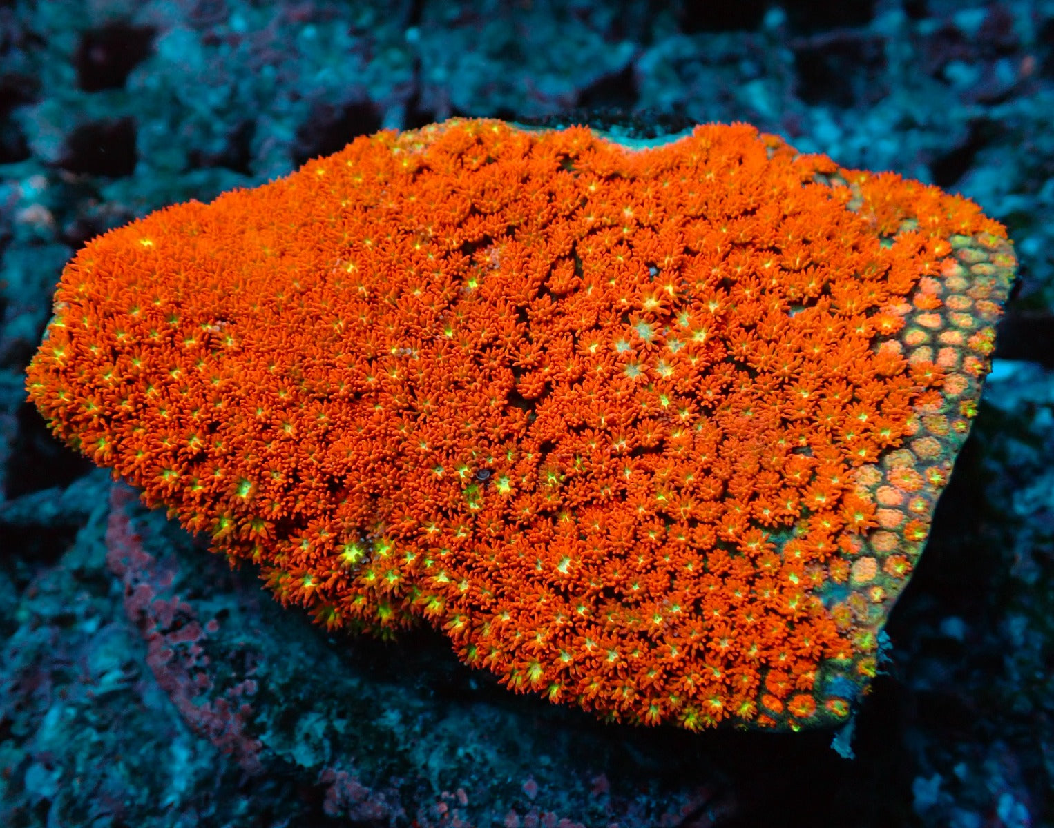 Goniopora minor (Mickey Mouse)