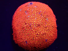 Goniopora minor (Mickey Mouse)