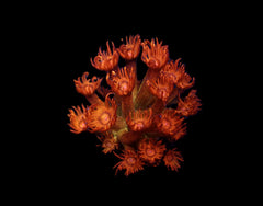 Goniopora spp. (Amazeballs) (frag)