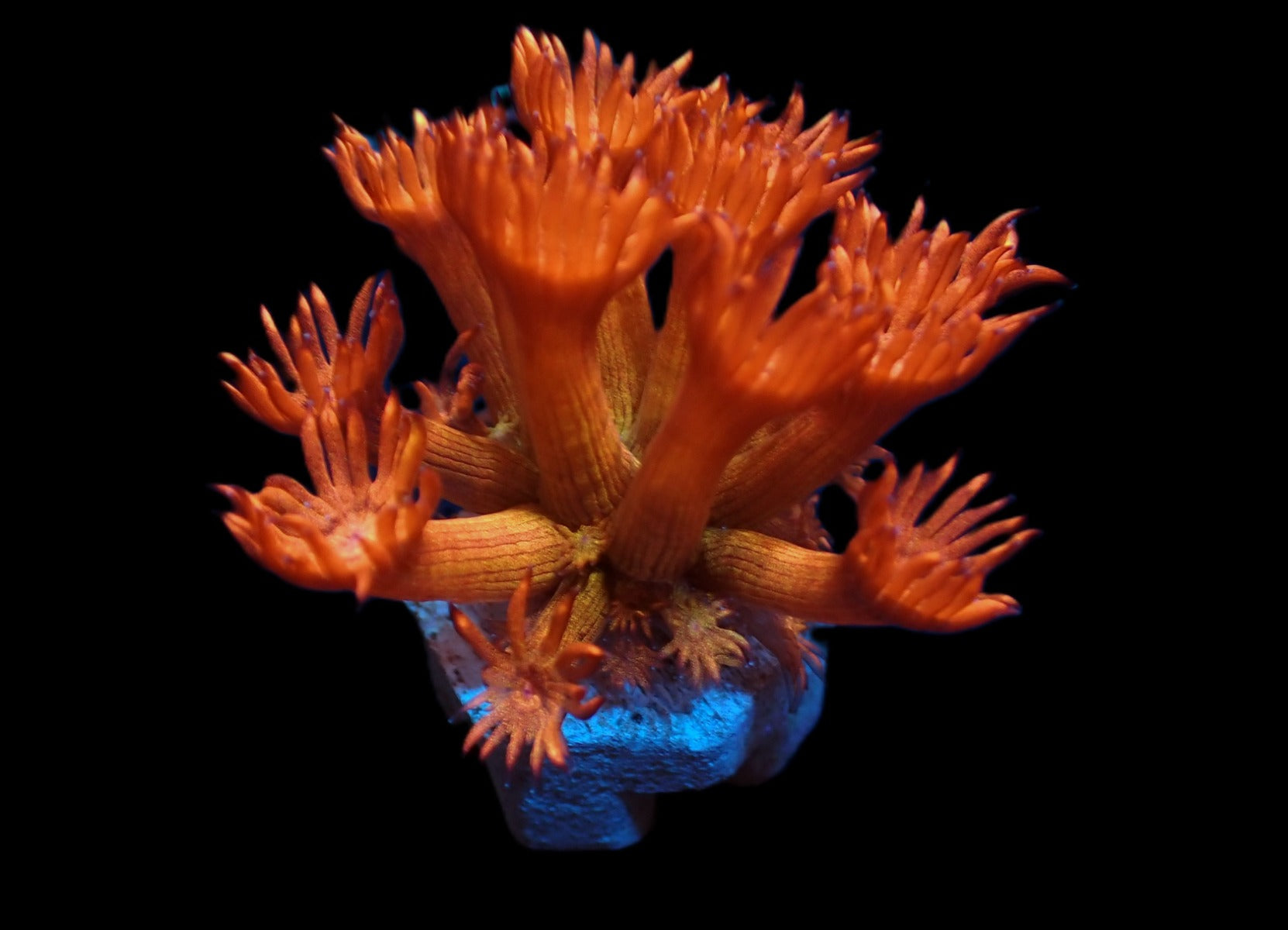 Goniopora spp. (Amazeballs) (frag)