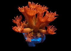 Goniopora spp. (Amazeballs) (frag)