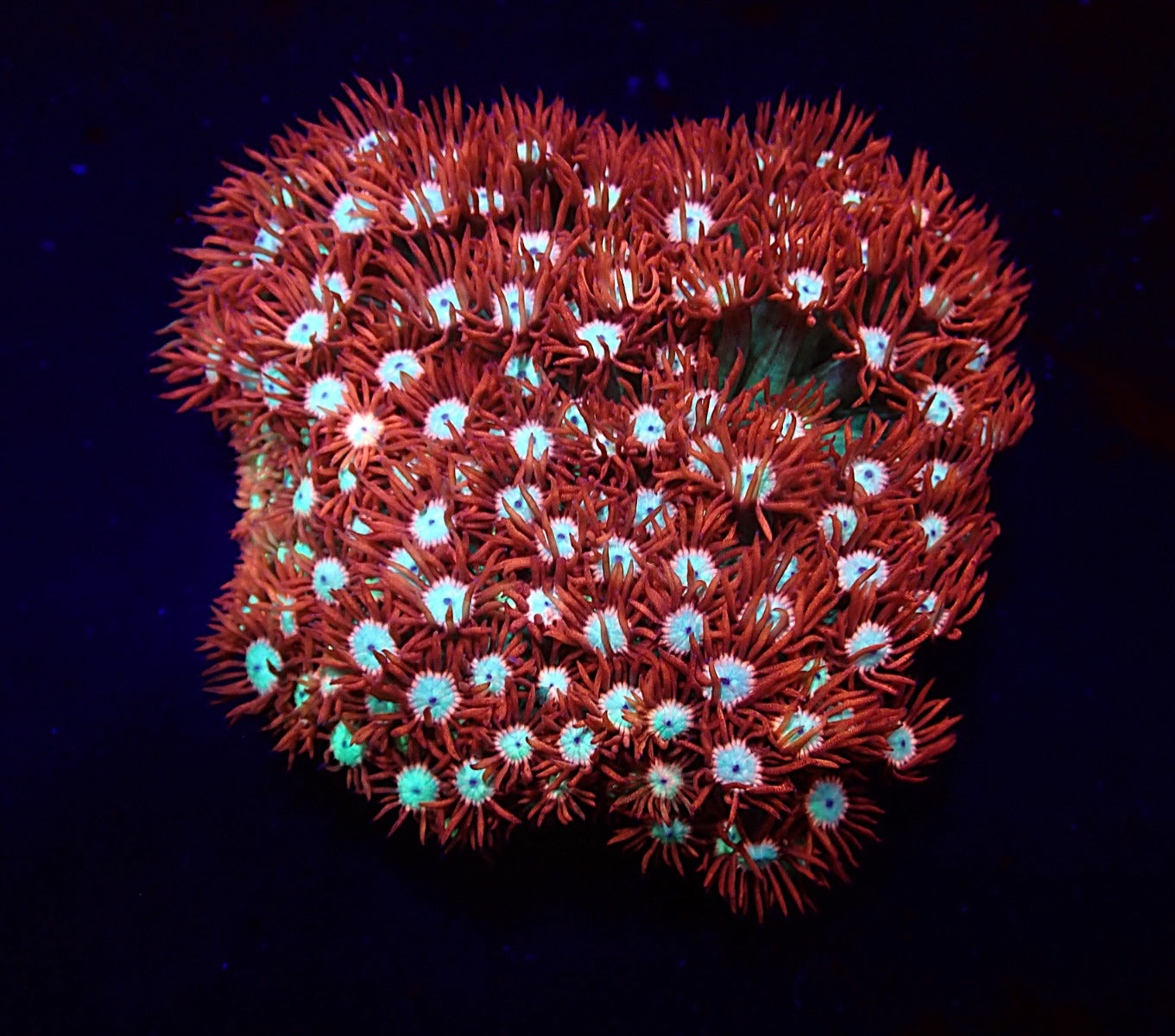 Goniopora spp. (Fire and Ice)