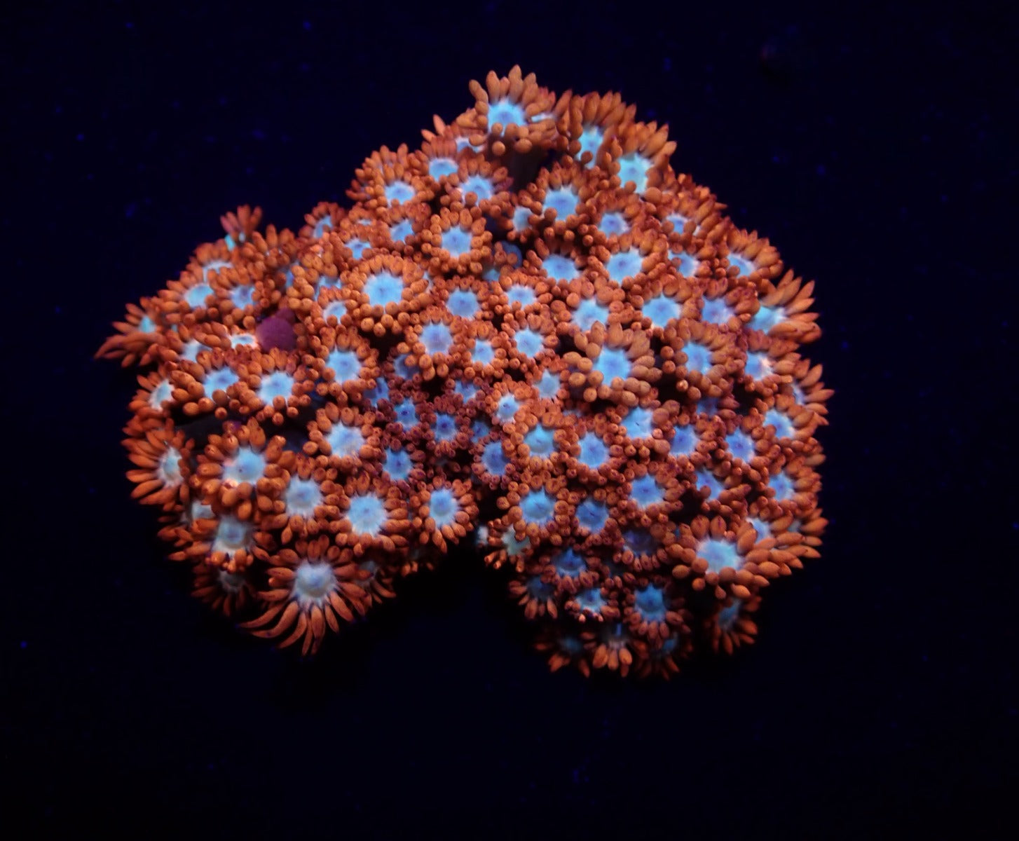 Goniopora spp. (Fire and Ice)