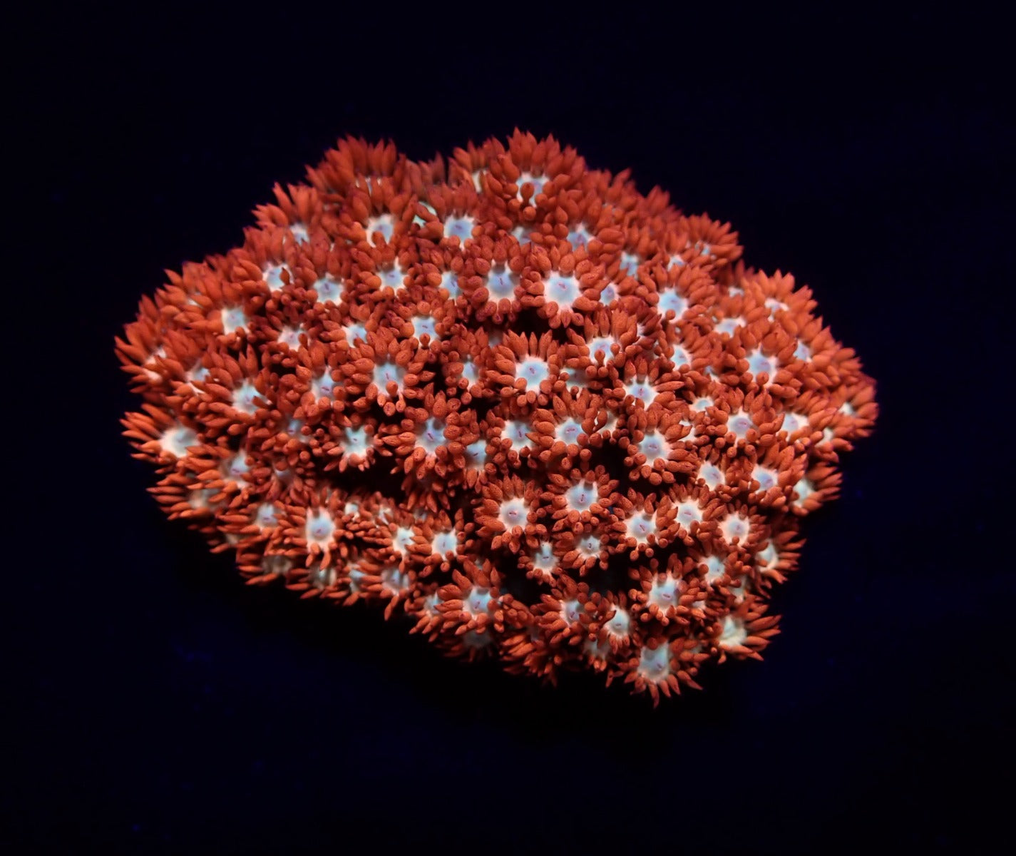 Goniopora spp. (Fire and Ice)
