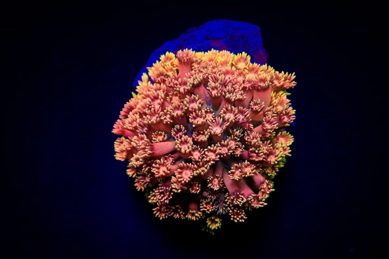 Goniopora spp. (Hellfire) (frag)