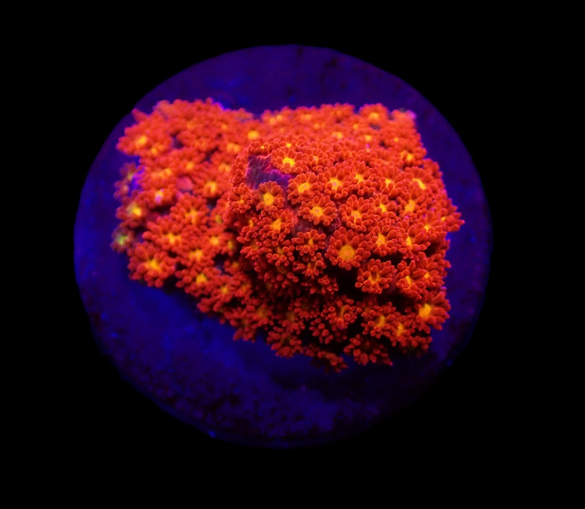 Goniopora spp. (Mickey Mouse) (frag)