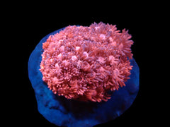 Goniopora sp. (Pink) (S) pb 099