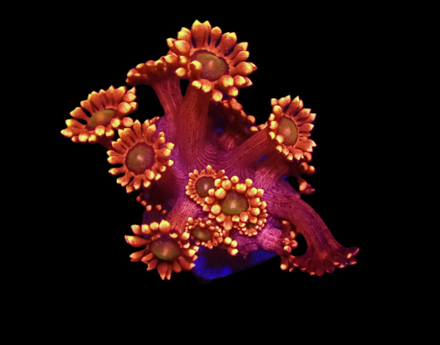 Goniopora spp. (Red) (Ultra) (Australia) (frag)