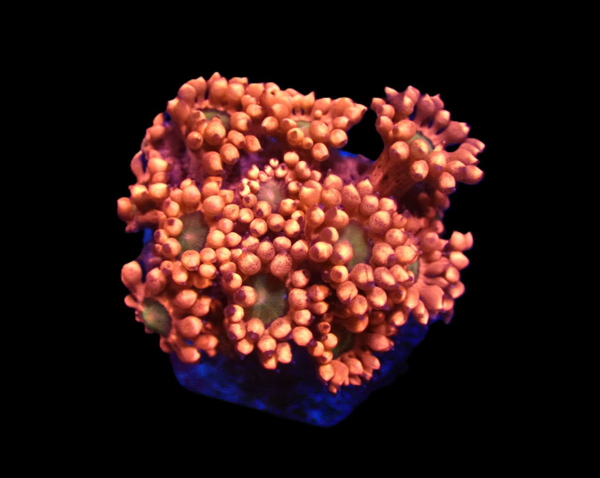 Goniopora sp. (Red-Green Center) (frag) pb 353