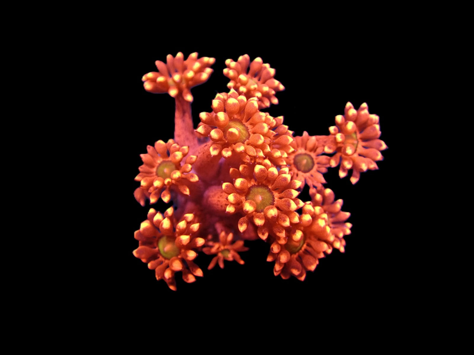 Goniopora spp. (Red) (Ultra) (Australia) (frag)