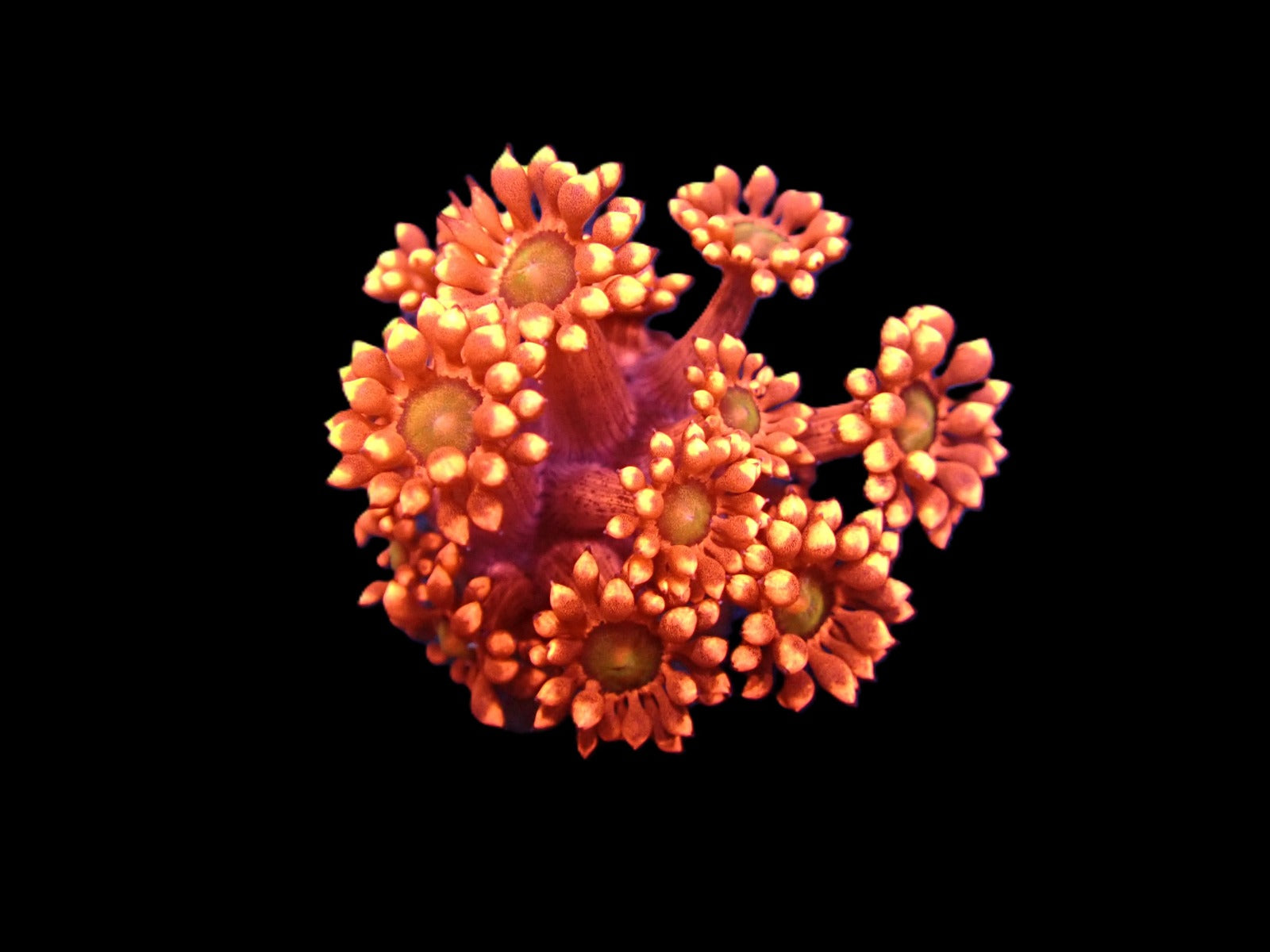 Goniopora spp. (Red) (Ultra) (Australia) (frag)
