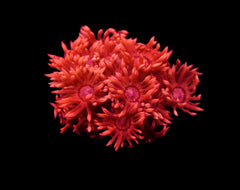 Goniopora spp. (Red) (Ultra) (Australia) (frag)