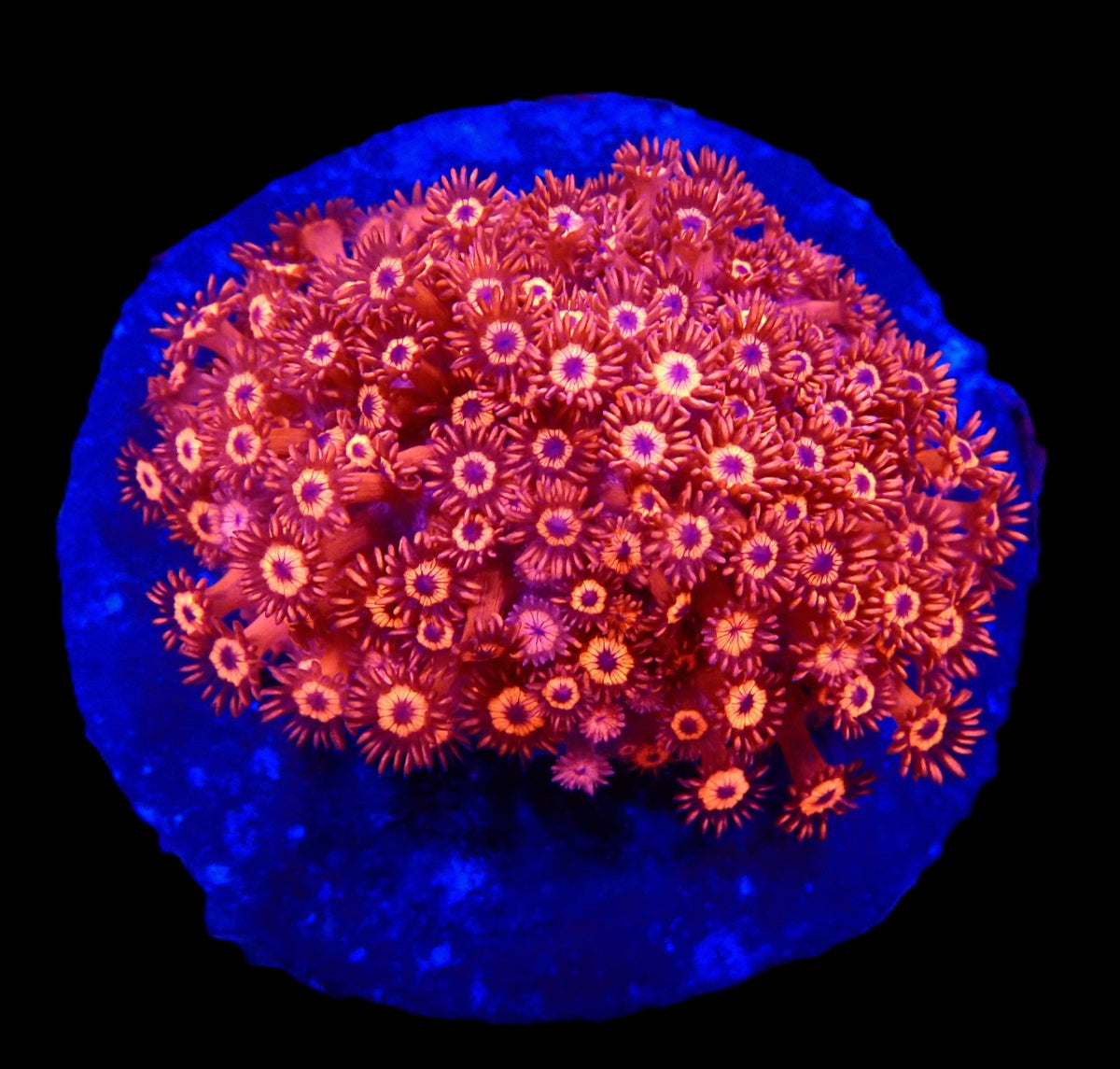 Goniopora sp. (Red) (Ultra) (M) pb 192