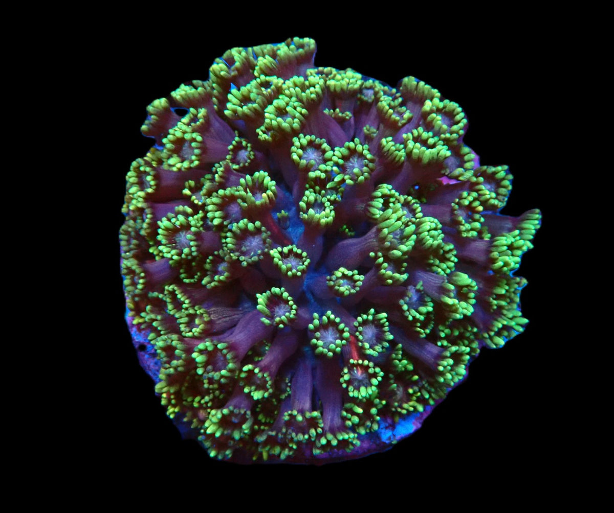 Goniopora sp. (Tequila Sunrise) (Grade B) (L) pb 008